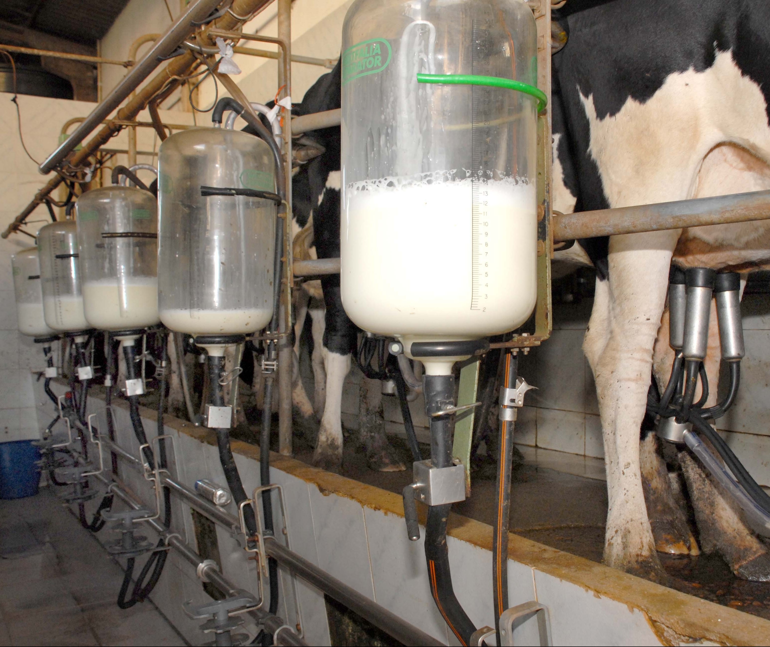 Preço do leite pago ao produtor está em queda