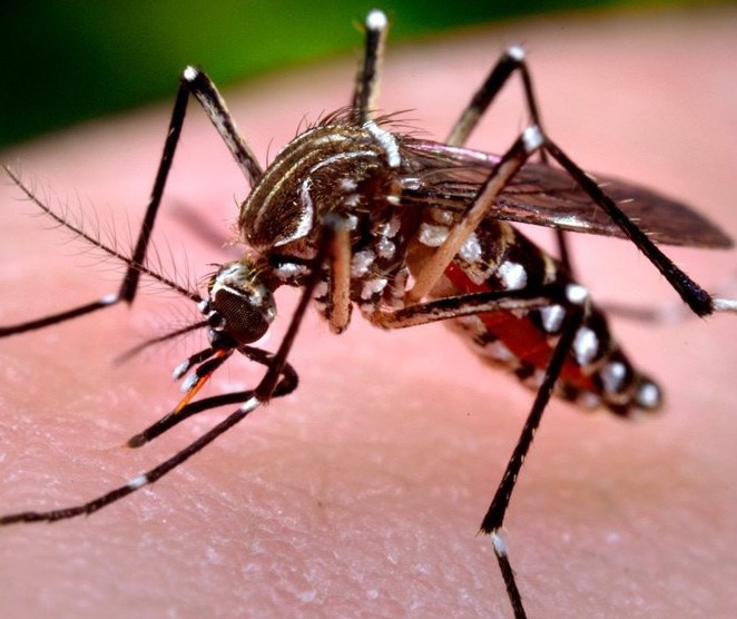 Paraná registra 36 casos de dengue em uma semana
