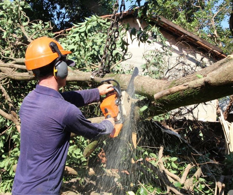 Vereadores cobram a contratação de mais técnicos para avaliar a saúde das árvores em Maringá