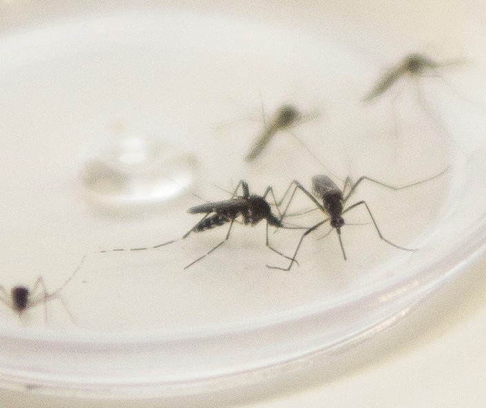 Maringá entra em epidemia de dengue
