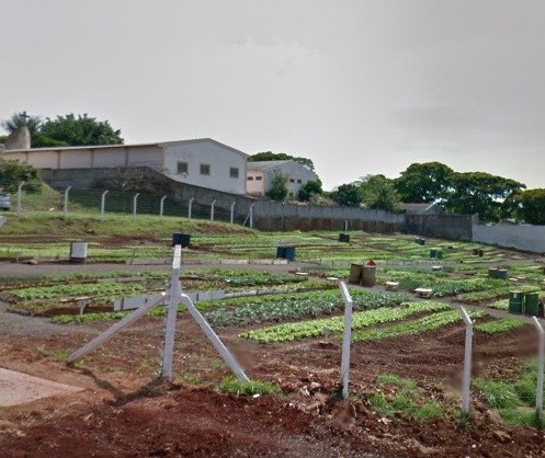 Ladrões invadem horta comunitária três dias seguidos em Maringá  