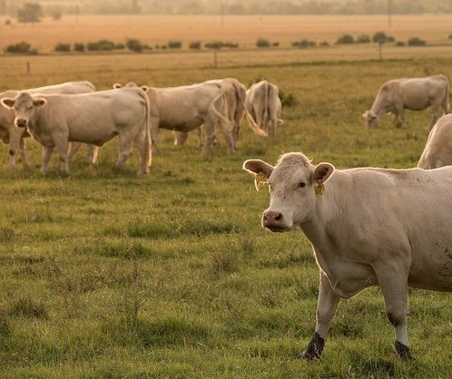 Vaca gorda custa R$ 230 a arroba em Londrina