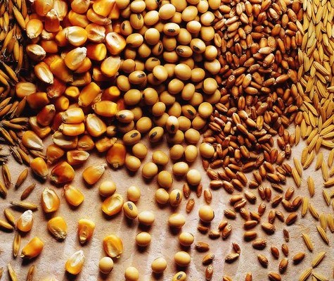 Mato Grosso lidera produção de grãos no país 