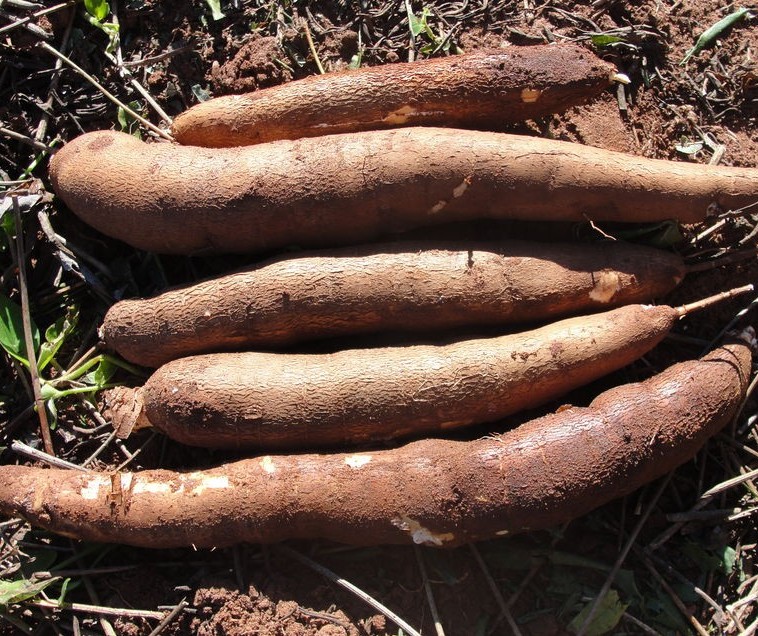 Iapar lançará cultivar de mandioca para farinha e fécula