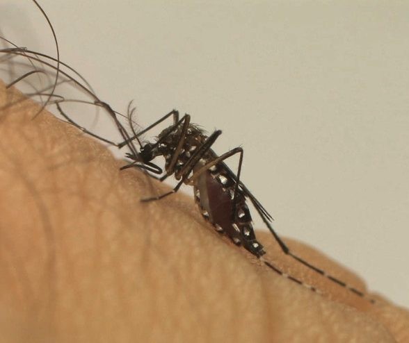 Veja os bairros com maior infestação do mosquito da dengue em Maringá