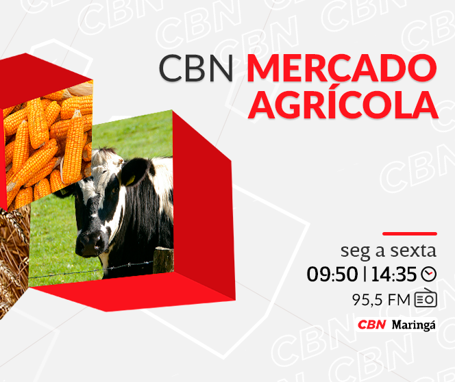 Café beneficiado é cotado a R$ 2.242,00 a saca de 60 kg