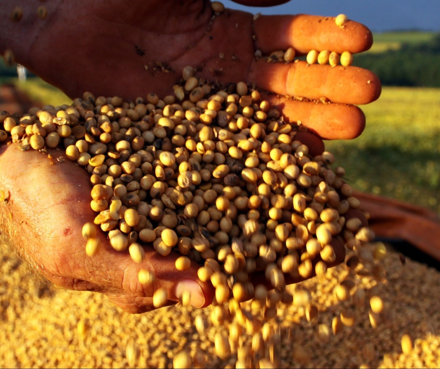 Soja custa R$ 66,50 a saca em Maringá e Campo Mourão