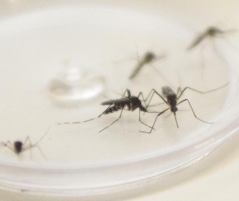 Mais chuva aumenta o risco de dengue na temporada de calor