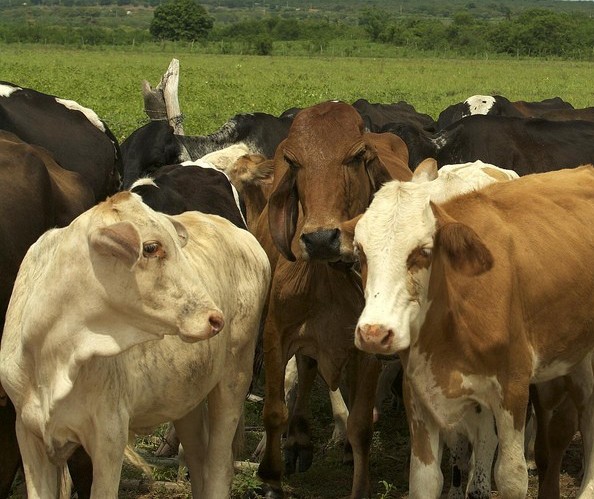 Exportação de gado vivo pode ultrapassar 6,5 milhões para 2020  