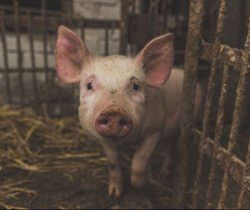 Suíno custa R$ 5,10 kg em Maringá