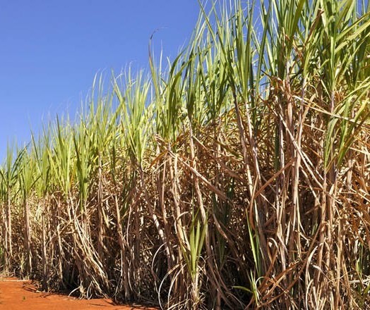 Setor sucroenergético poderá fortalecer programas de etanol na Ásia 