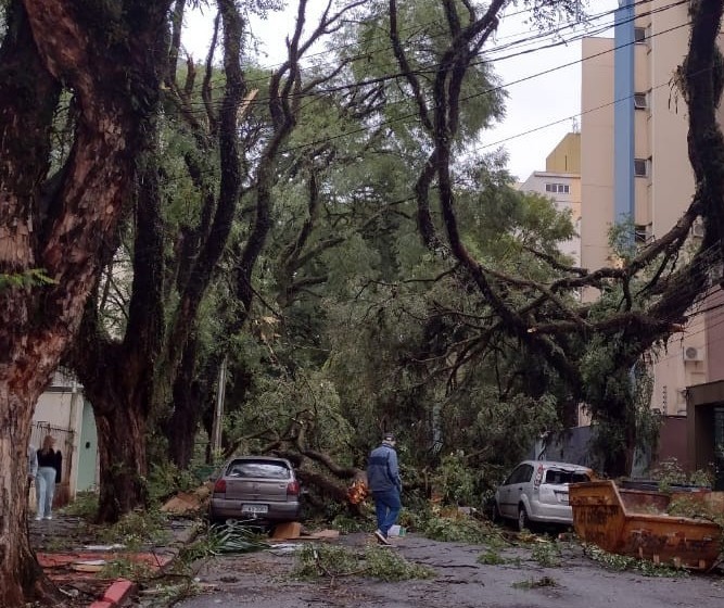 Limpeza Urbana irá plantar 500 árvores na segunda-feira (13)