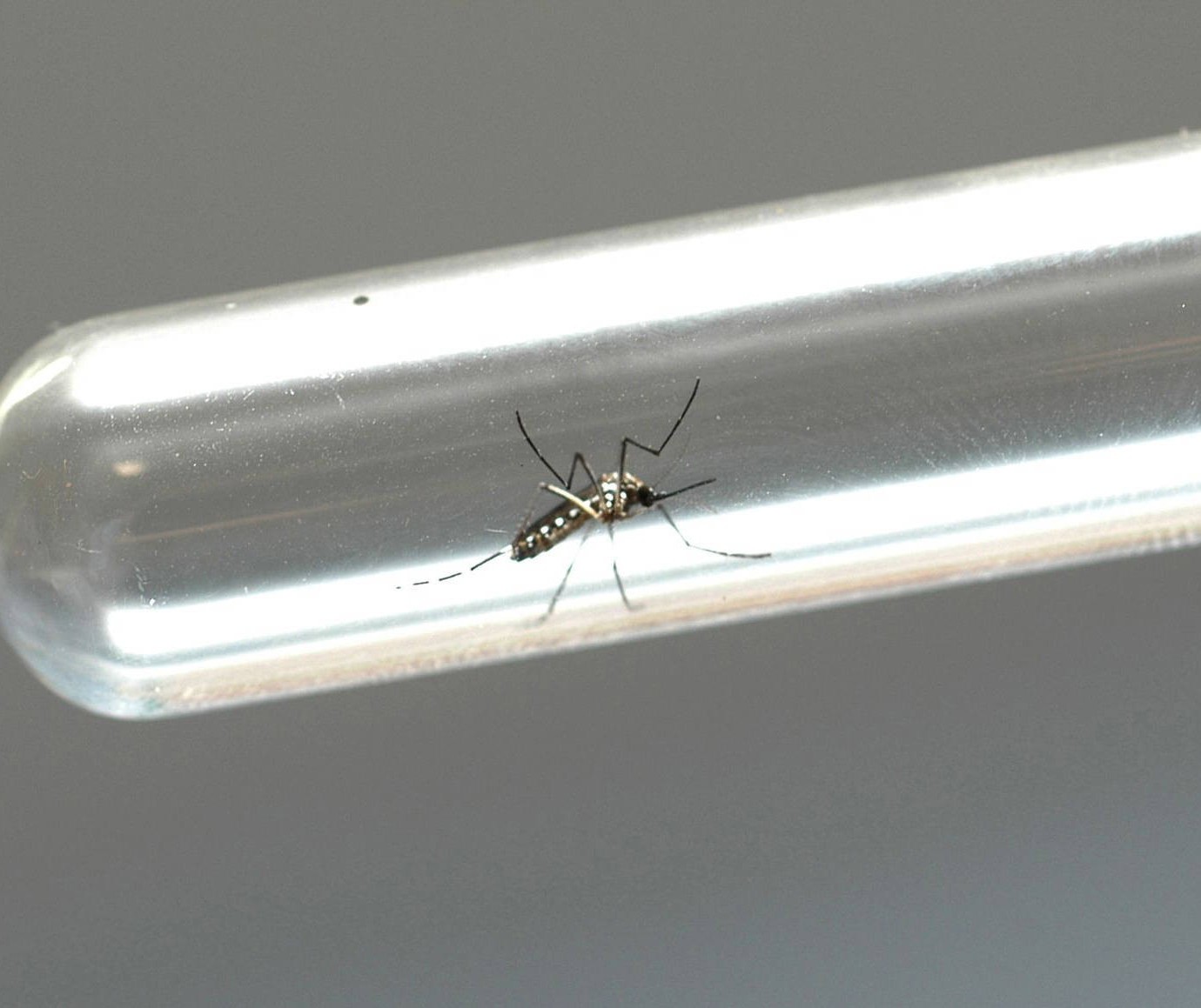 Índice de infestação predial de dengue em Maringá é de 0,6%