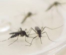 Sesa registra primeira morte por dengue no Paraná