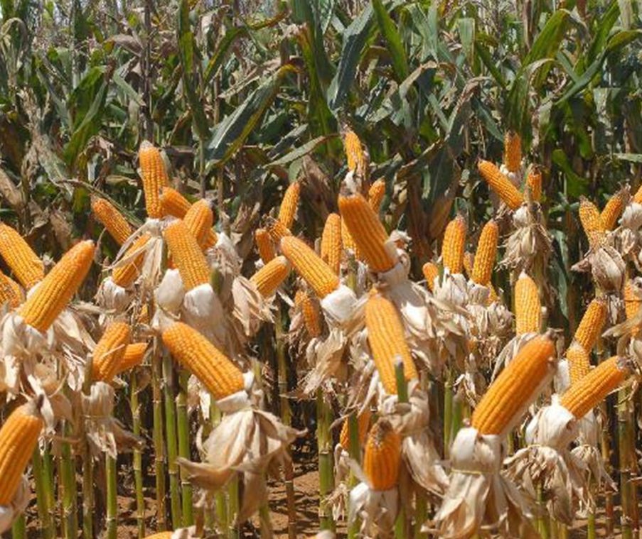 Safra de milho 2019/20 é estimada em mais de 100 milhões de toneladas 