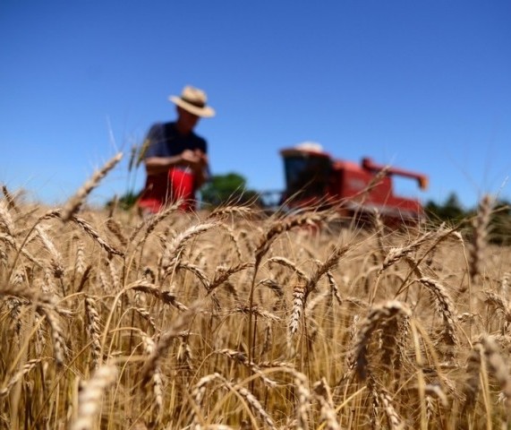 Clima adverso prejudica a qualidade e reduz a oferta de trigo