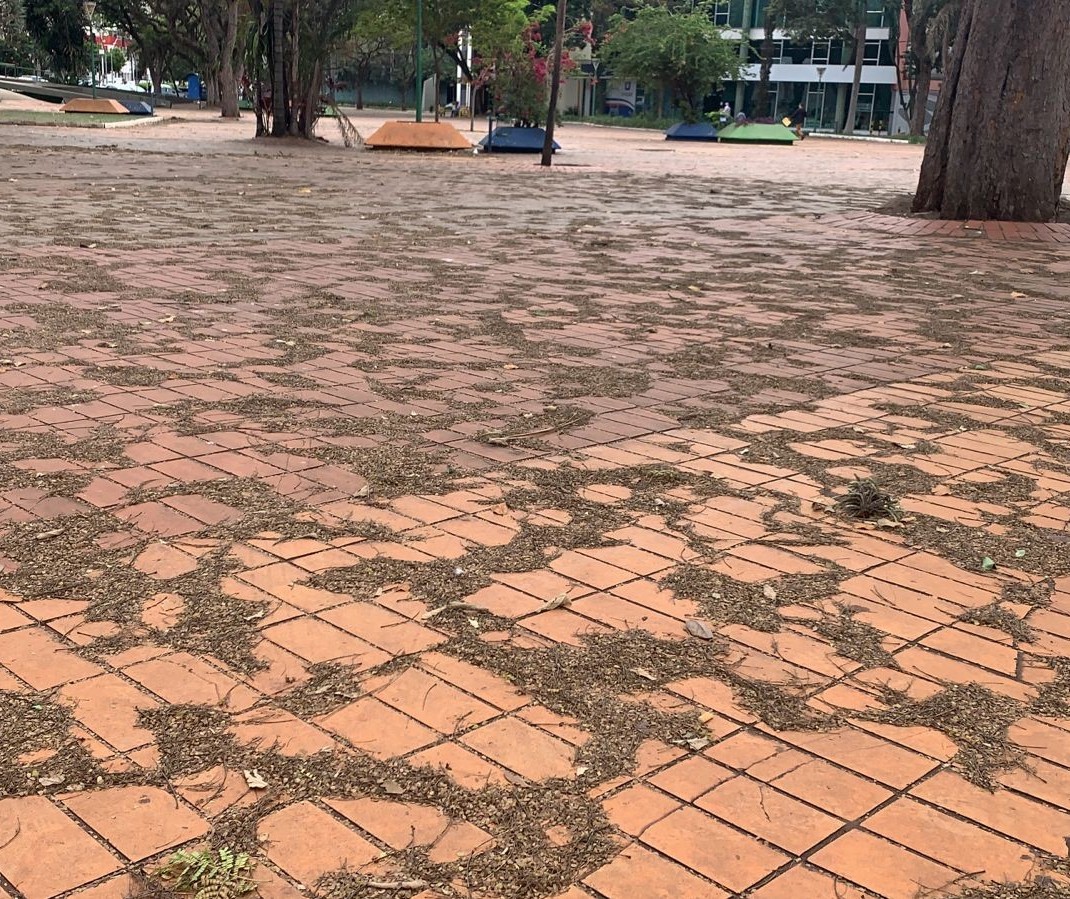 Chuva vai carregar folhas de árvores para os bueiros