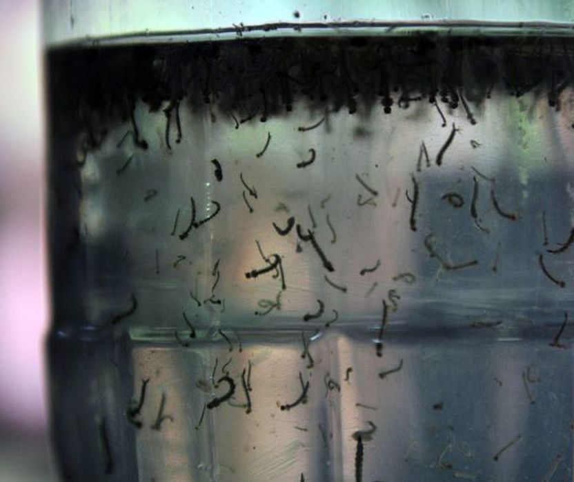 Tecnologia testada no Brasil para combater o mosquito da dengue tem resultado promissor