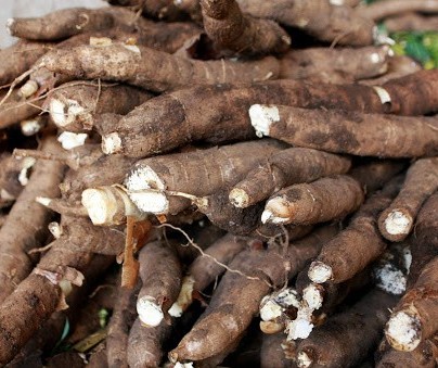 Raiz de mandioca custa R$ 350 a tonelada em Campo Mourão 