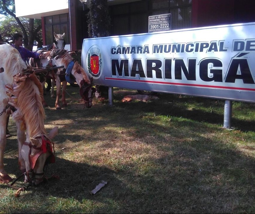 Vereador erra voto e projeto que proíbe carroças com tração animal em Maringá é aprovado em segunda discussão