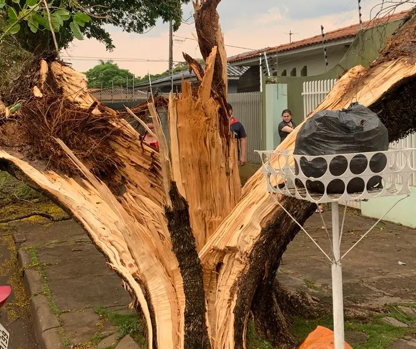 Durante temporal, raio parte árvore ao meio em Maringá