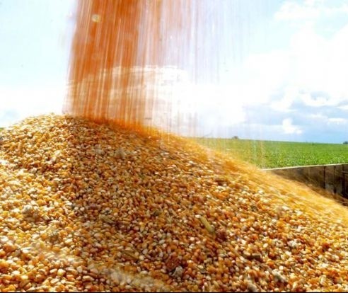 Saca do milho custa R$ 27,50 em Umuarama e Campo Mourão