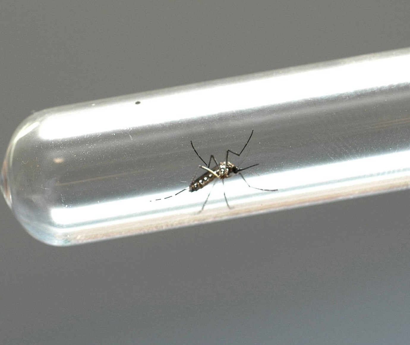 Sarandi está em risco médio para epidemia de dengue