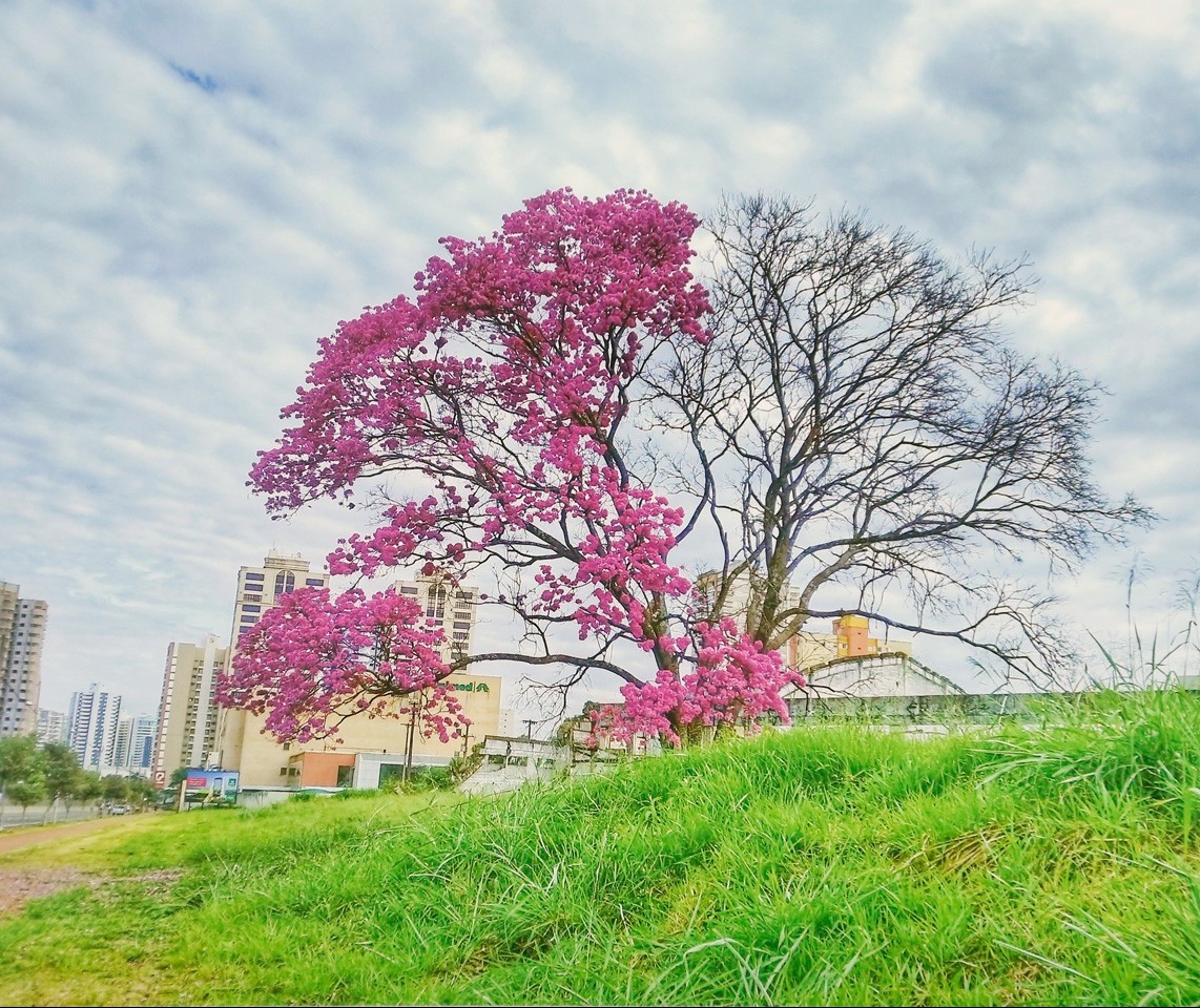 Concurso fotográfico “As Árvores do Passeio Público” está aberto