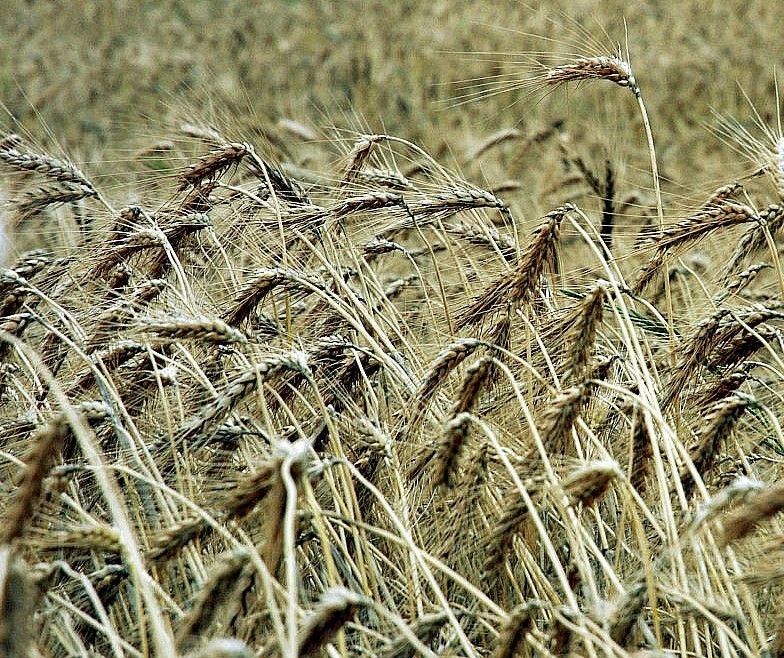 Maior parte do trigo plantado no Paraná já foi colhido