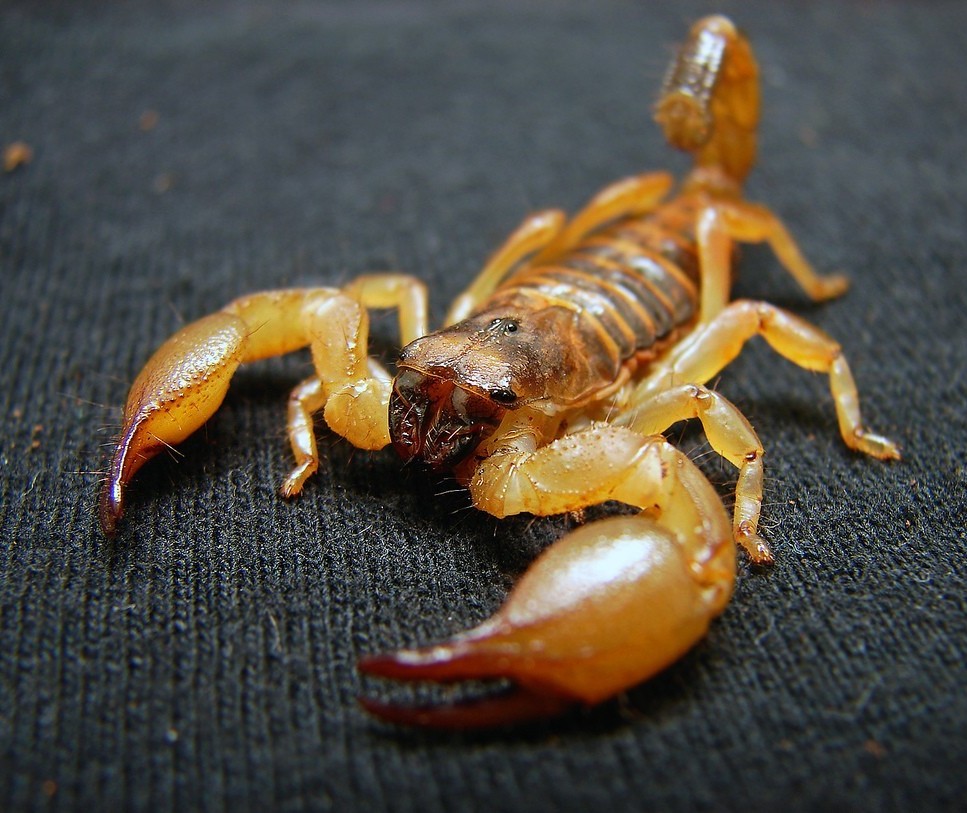 Criança picada por escorpião está na UTI