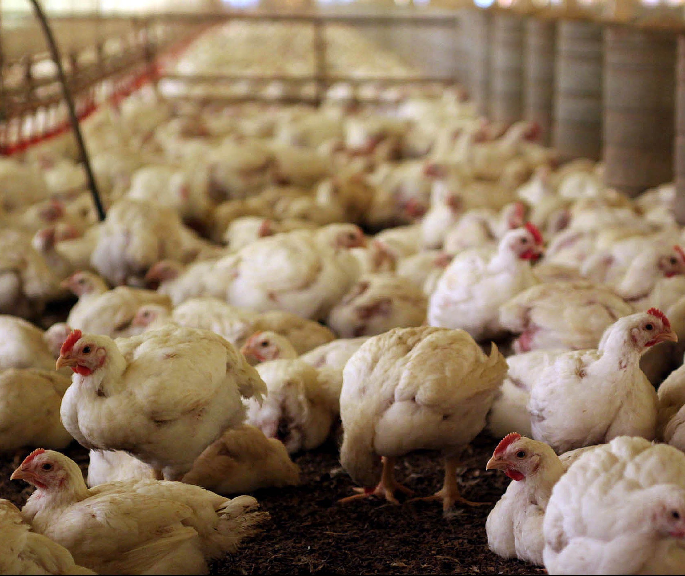 Riquezas geradas pela agricultura e avicultura no Sul do Brasil vai diminuir