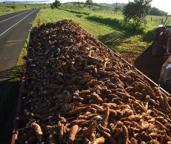 Preço da raiz de mandioca tem queda na região