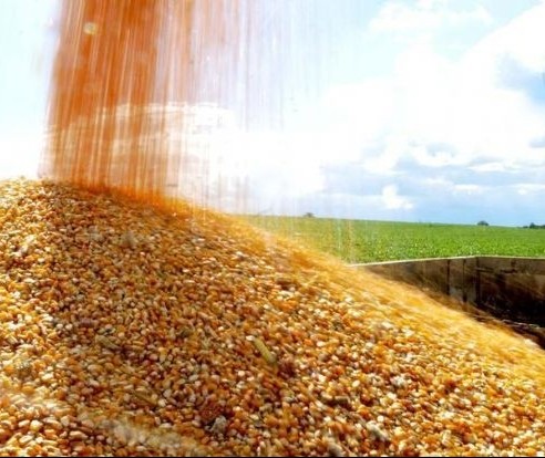 Colheita nos EUA e clima da América Latina deve motivar alta no mercado do milho
