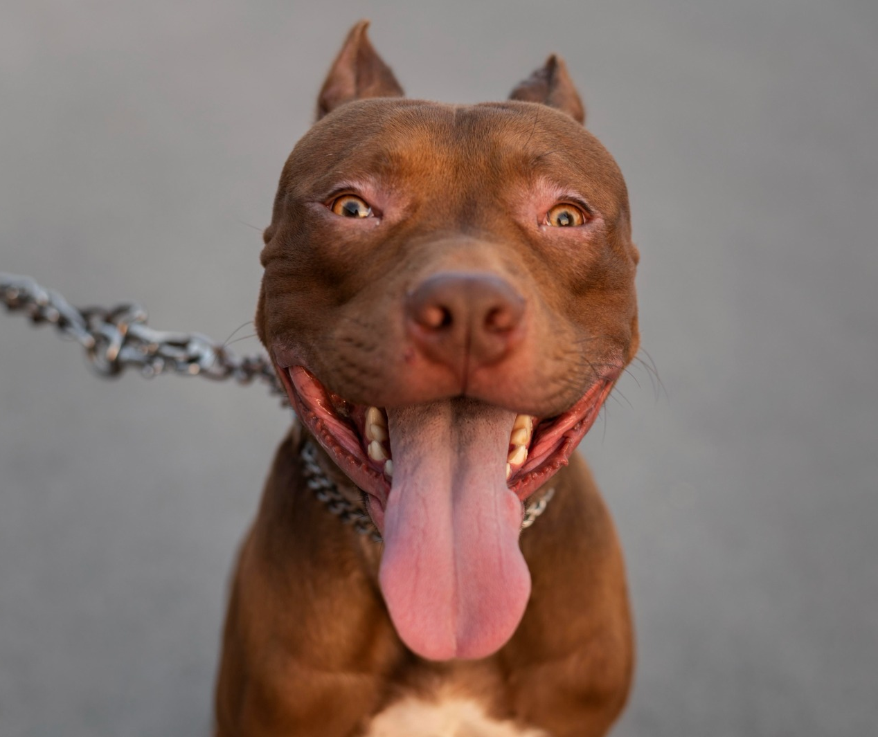 Como evitar ataques de pitbull