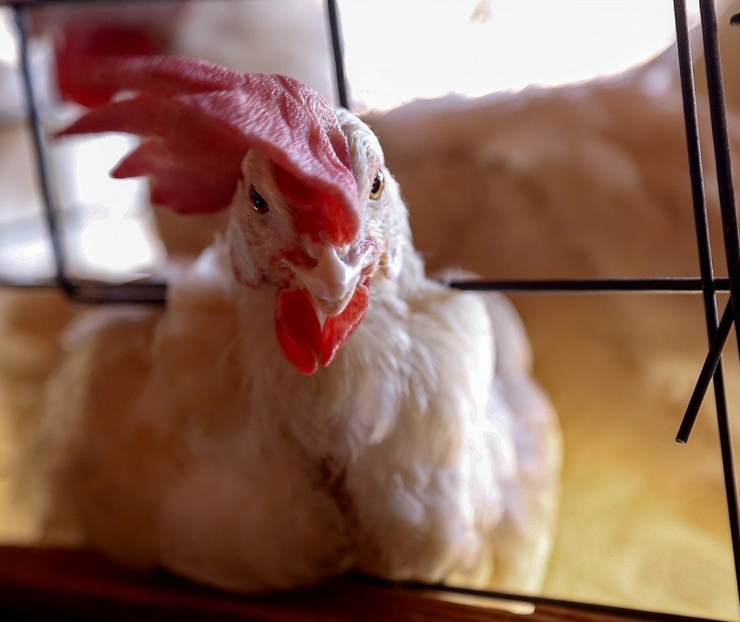 Após confirmação do segundo caso de gripe aviária no Paraná, Adapar suspende transporte de aves do Litoral