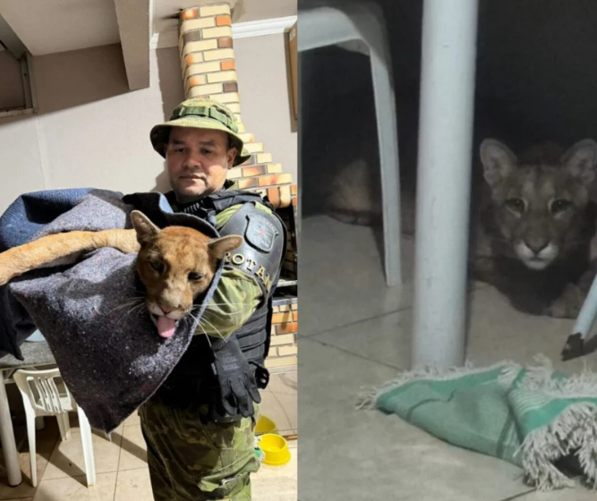 Onça-parda encontrada por moradores em casa em Maringá é devolvida à natureza; veja vídeo