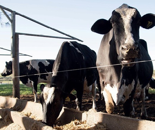 Arroba da vaca gorda custa R$ 140 em Maringá e Paranavaí