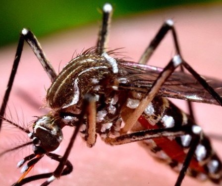 Maringá chega a 184 casos confirmados de dengue