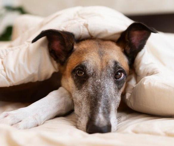 Dessensibilização em pets reduz medo do barulho de fogos de artifício