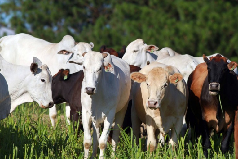 Pecuaristas devem atualizar rebanhos com a Adapar a partir deste sábado (1º)