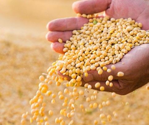 Alto preço do fertilizante atrasa comercialização de soja