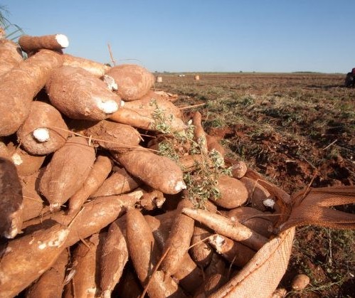 Raiz de mandioca custa R$ 380,00 a tonelada em Campo Mourão