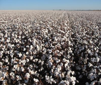 Brasil pode se tornar o segundo maior exportador mundial de algodão