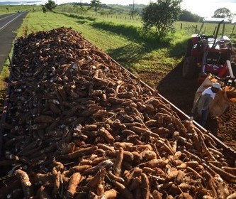 Indústria de fécula de mandioca sofre efeitos de paralisação dos caminhoneiros