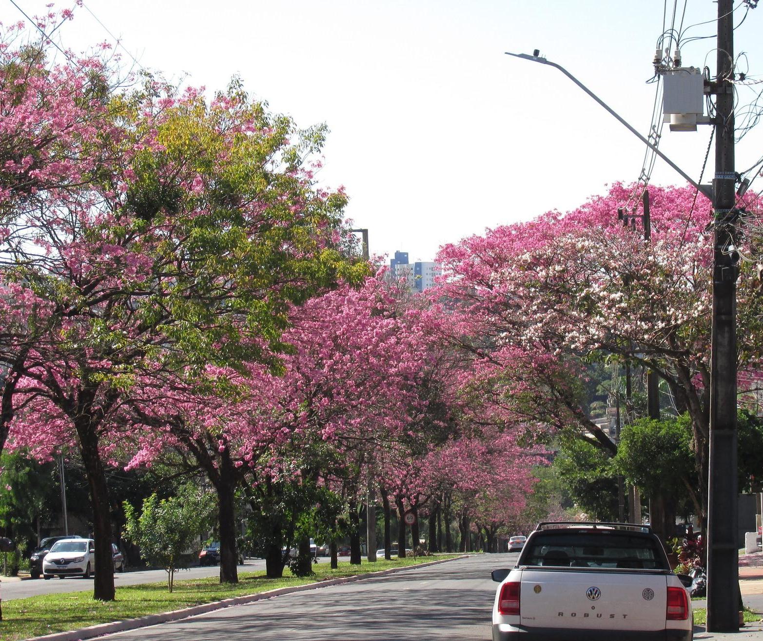 Sol predomina em Maringá nesta quinta (7); máxima prevista é de 28° C