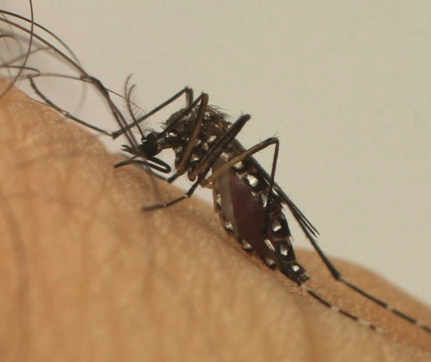Maringá passa a ser a regional de Saúde com mais casos de dengue