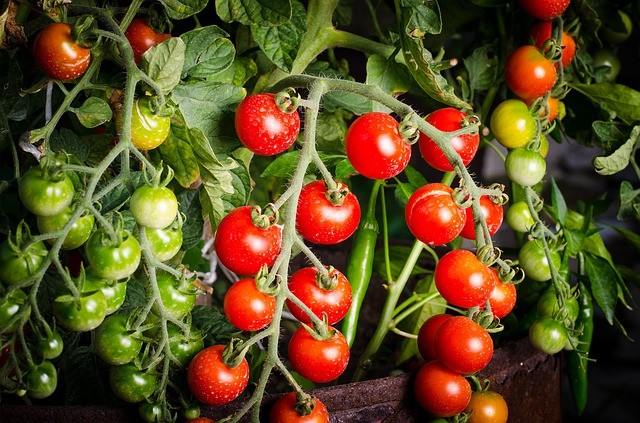 Chuva atrapalha produção e o tomate volta a subir de preço no Paraná