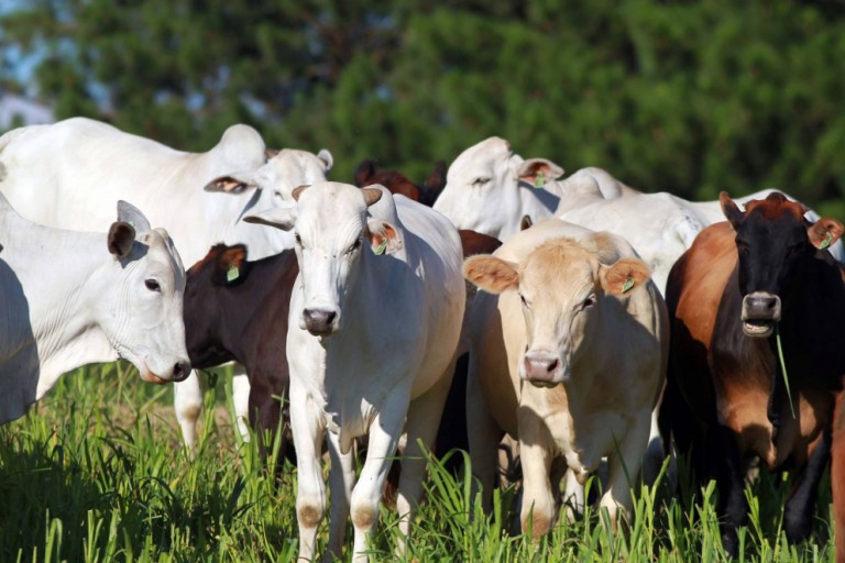 Preços da arroba de gado começam a recuar nas principais praças