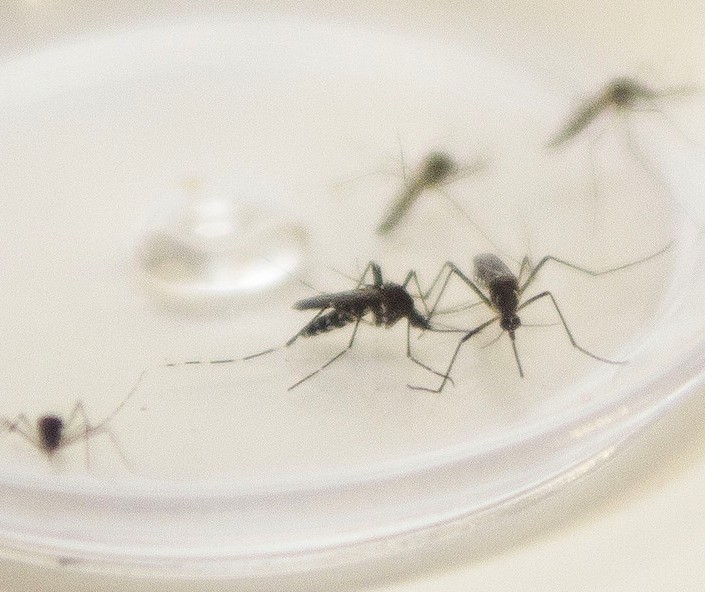 Saúde já confirmou 21 casos de dengue neste ano em Maringá