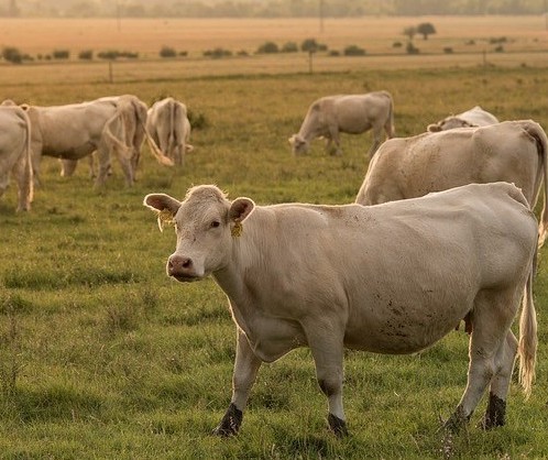 Cotações de produtos agrícolas: sexta-feira [20 de setembro]